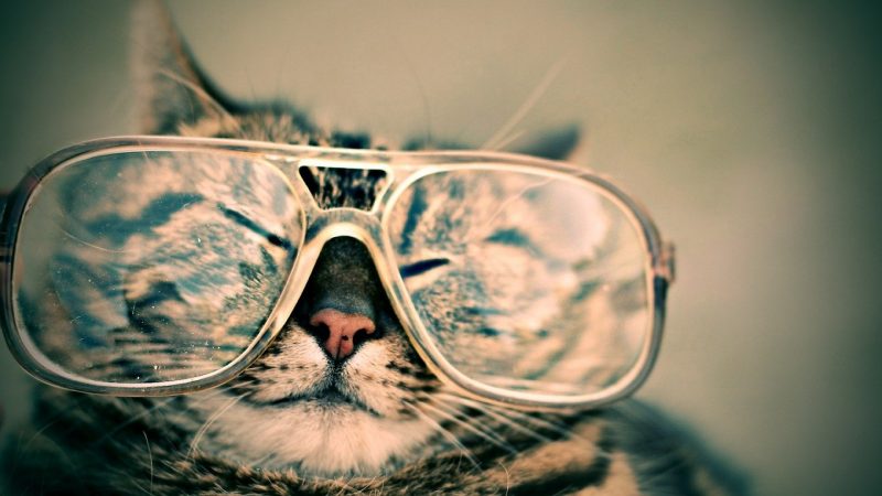 Gato quer lentes de óculos de grau mais finas